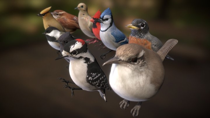 Eastern Songbirds 3D Model