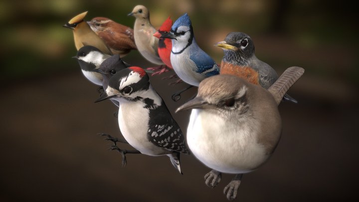 Eastern Songbirds 3D Model