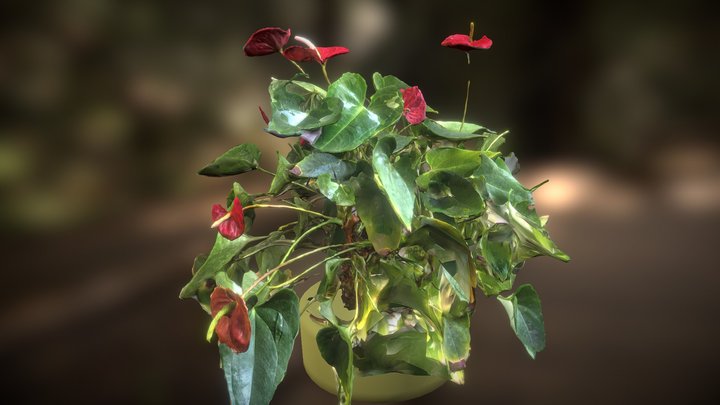 Plant Polycam – Free 3D Model STL
