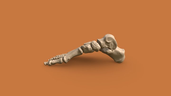 Feet Skeleton 3D Model