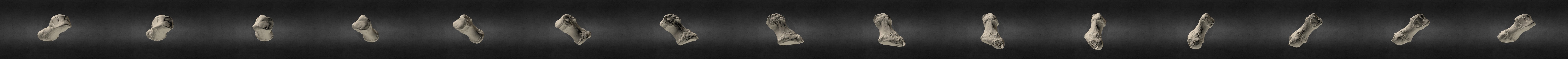 Loxodonta africana (elephant) R Metacarpal I 3D Model