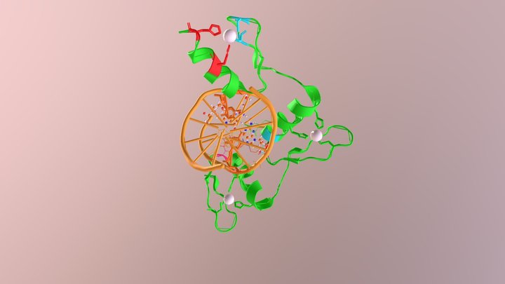 Klf4 DNA binding domain + methylated DNA complex 3D Model
