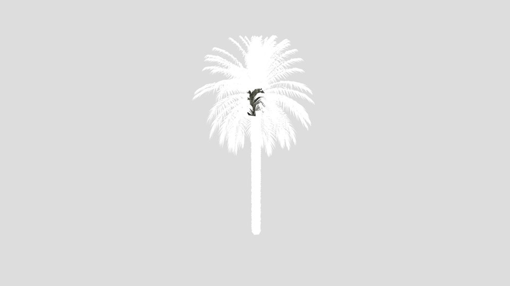 Dactylifera Palm Tree