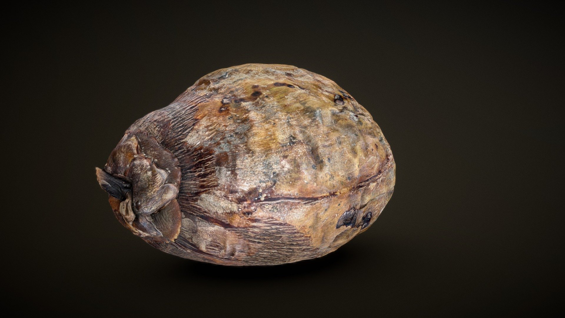 Coconut 2