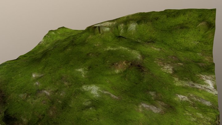 Green Moss 3D Model