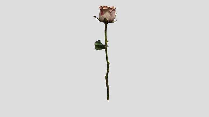 Cappuccino Rose 3D Model