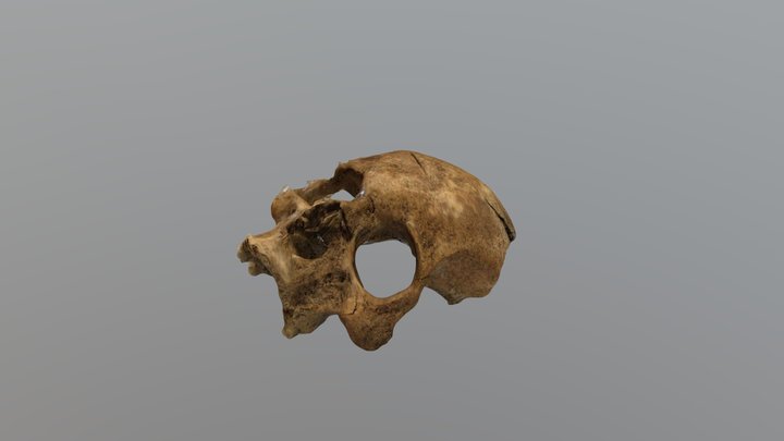 St. Nicolas Kirk SK176 Skull 3D Model