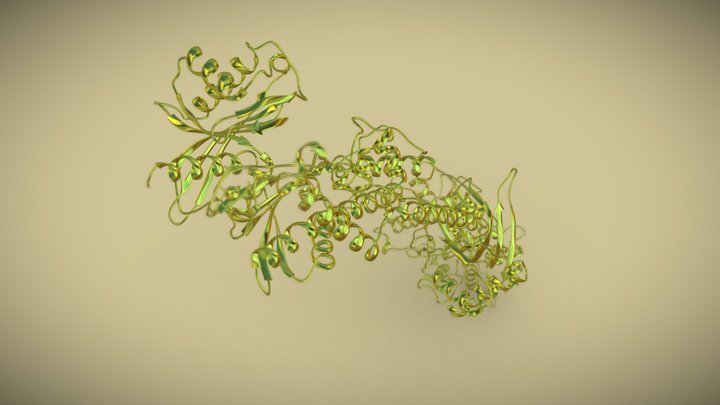 Human hexokinase protein 3D Model