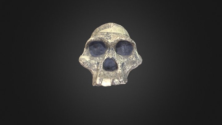 Australopithecus africanus cranium – Free 3D Model STL
