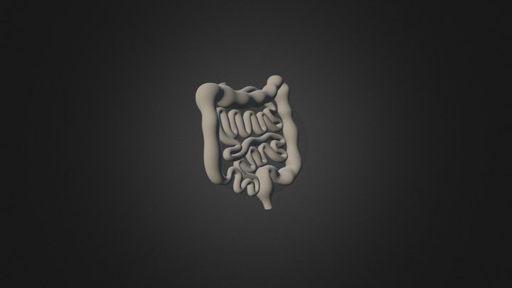 Small And Large Intestines 3D Model