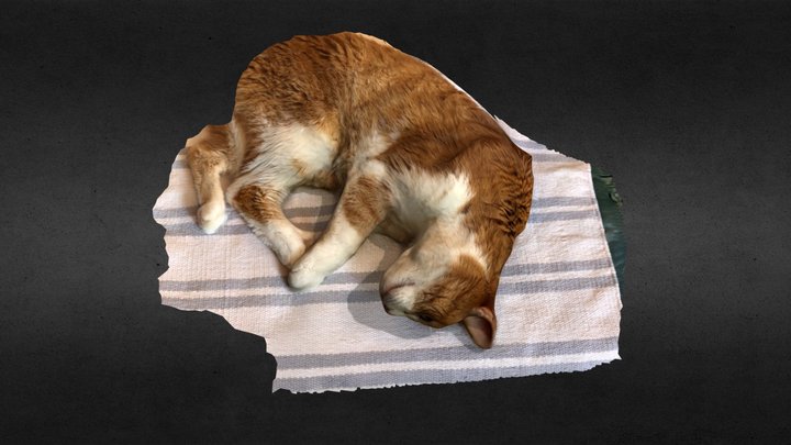 Sleeping Cat 3D Model