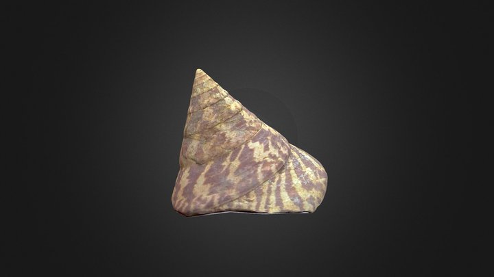 Trochus Niloticus UST 3D Model