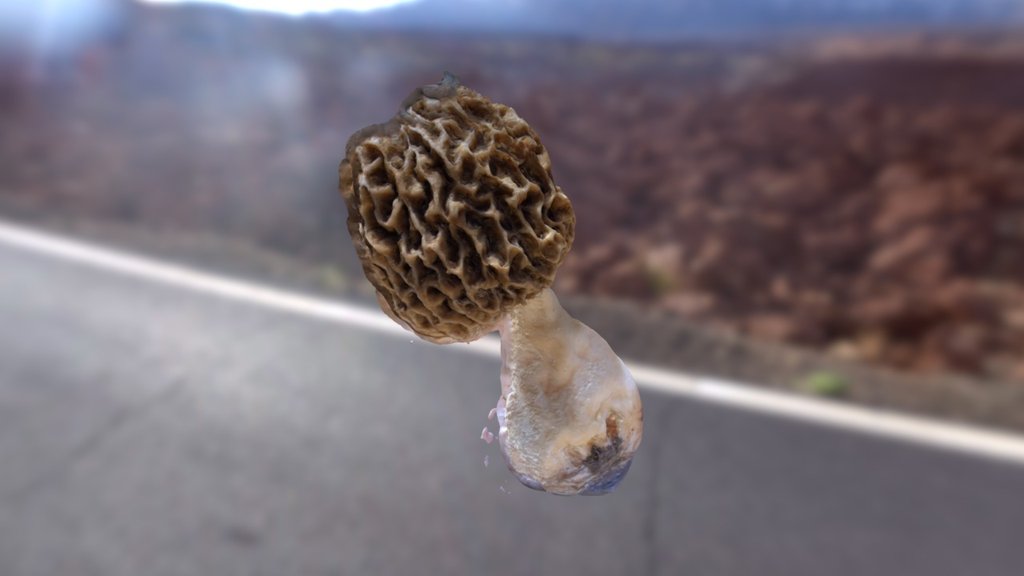 Mushroom
