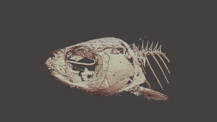 UW 017445 fish skull 3D Model