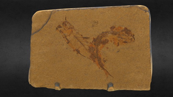 Green River Fish Fossil 3D Model