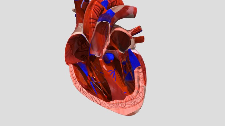 Beating-heart 3D Model