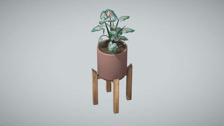 Indoor Plant