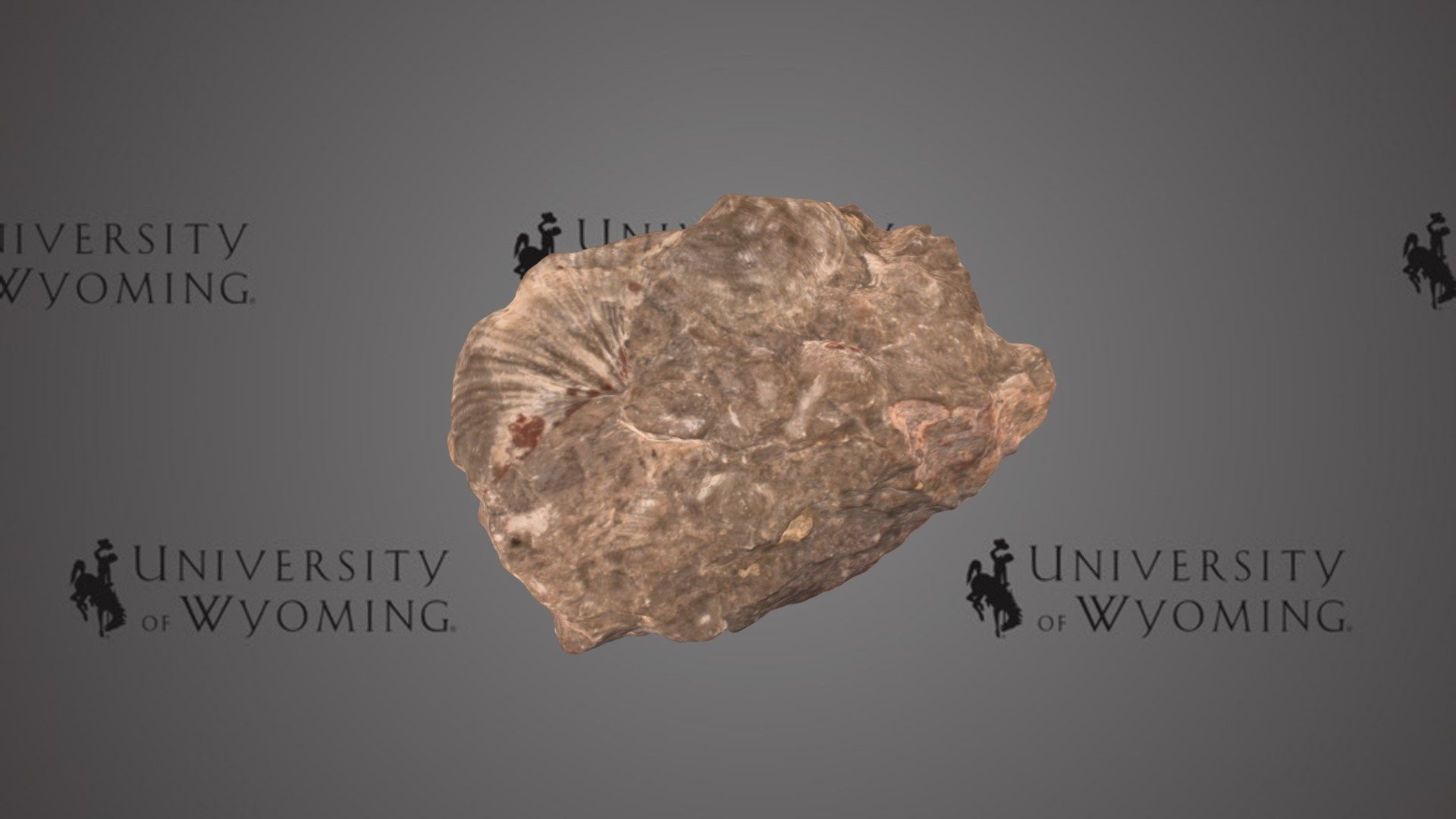 UWG Brachiopod E