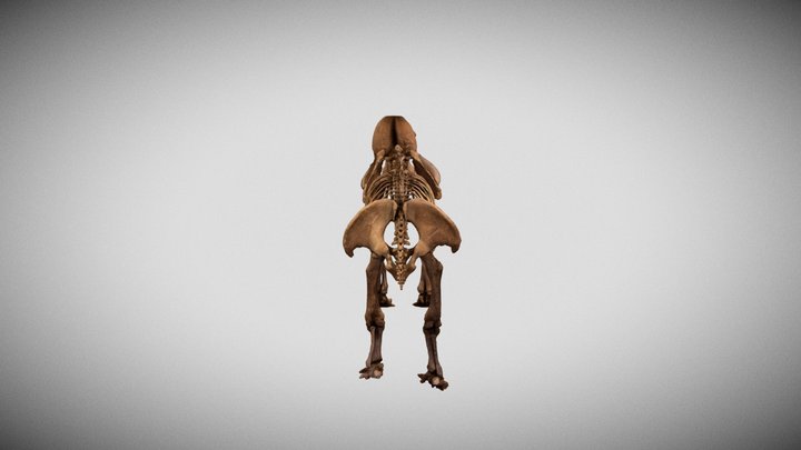 Mamut colombino - Mammuthus columbi 3D Model