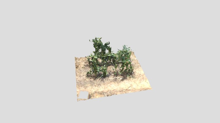 Corn Ground Model 6 3D Model
