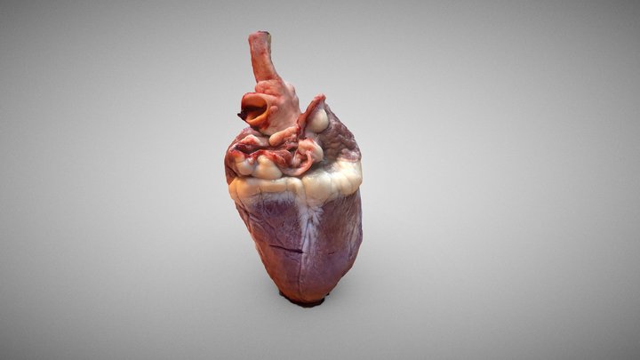 Sheep Heart 3D Model