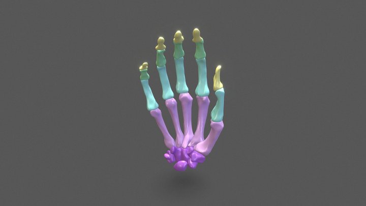 Bones of the Hand (colour coded) 3D Model