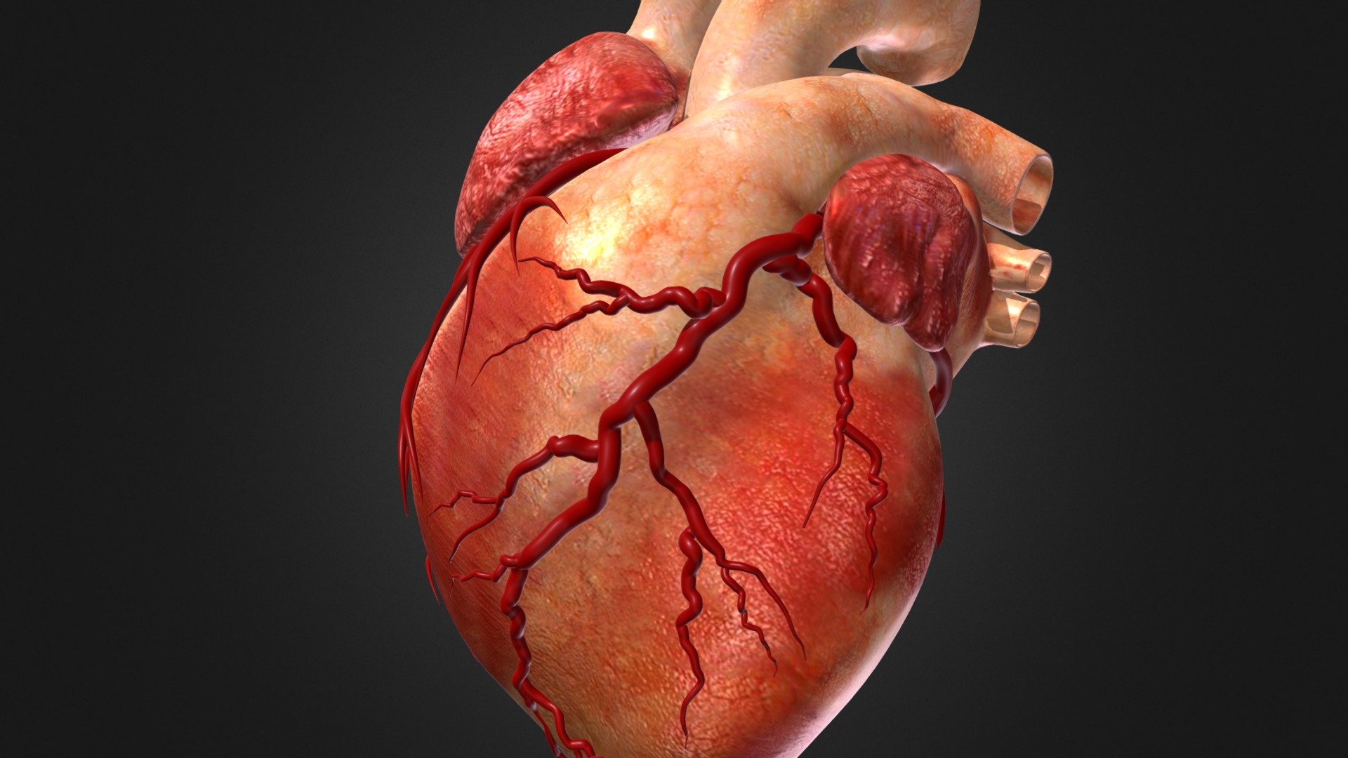 Heart - 3D model by kengenium [d98ba0c] - Sketchfab