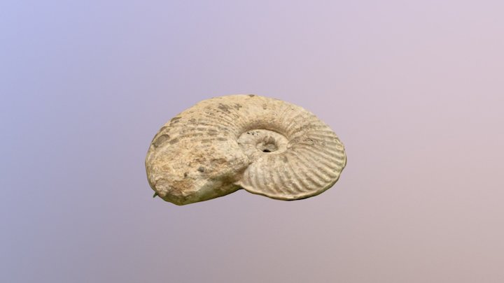 Ammonite 3D Model