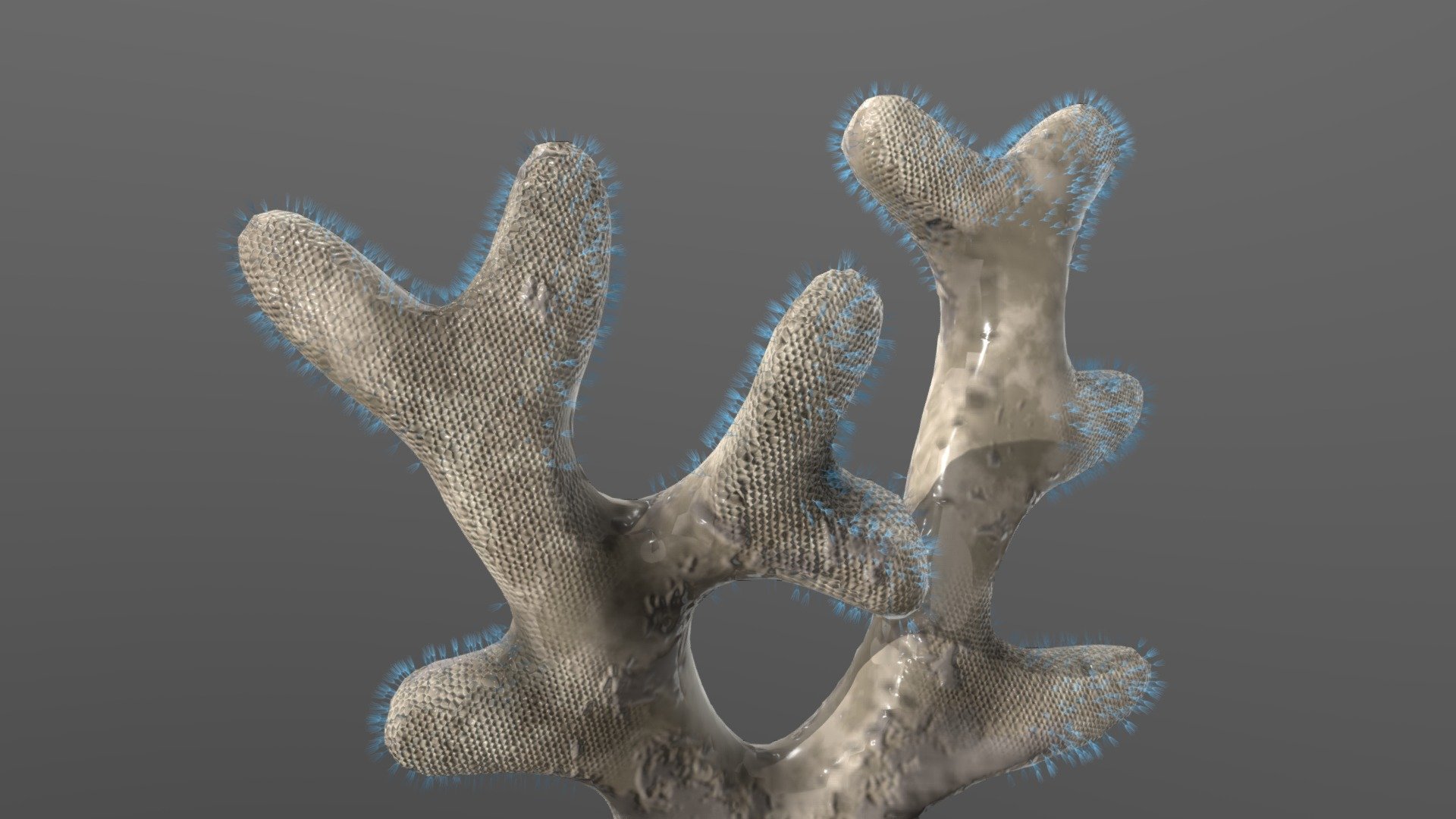 Atactotoechus furcatus - 3D model by Paleobiome [d98d9bf] - Sketchfab