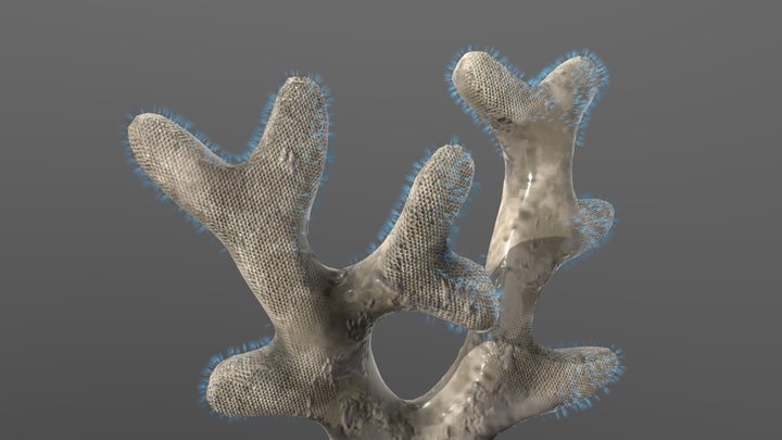Atactotoechus furcatus 3D Model