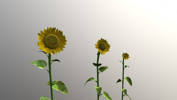 Sunflower 3D Model
