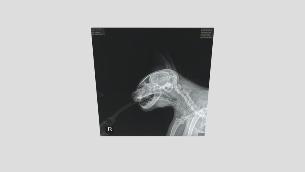 Cat_xray_panel_package