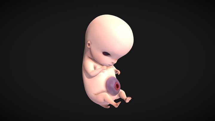 6 Weeks Human embryonic (baby stages) 3D Model