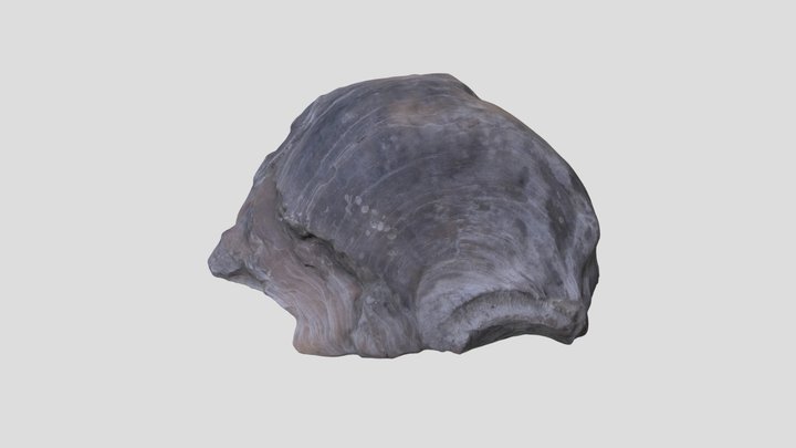 oyster 3D Model
