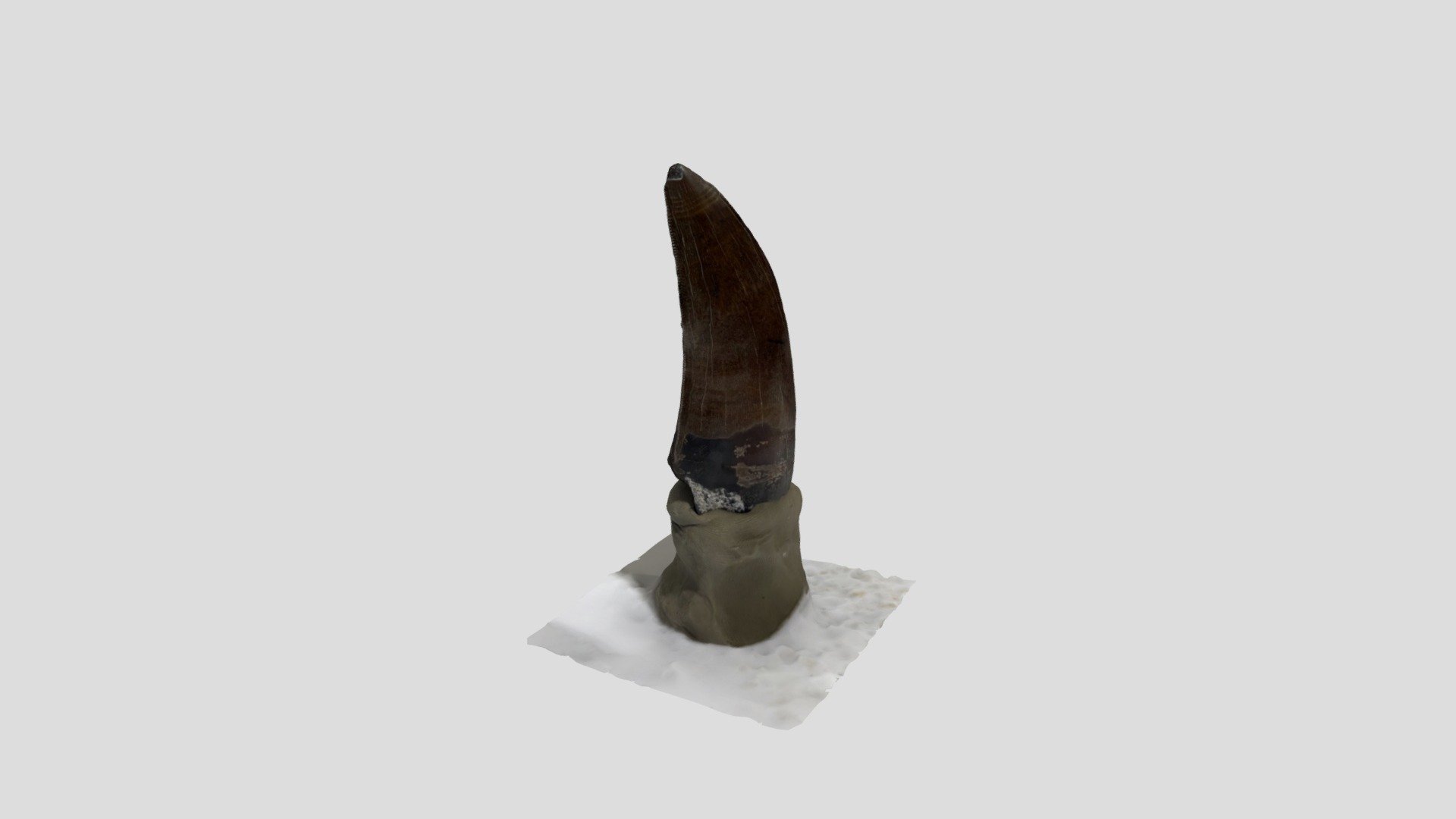 Rex tooth bottom right jaw