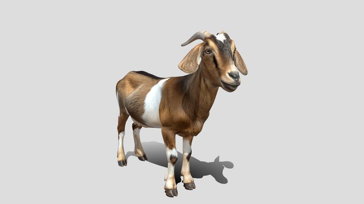 Boer Goat 🐐 3D Model Free