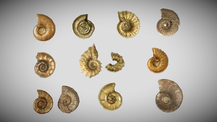 Ammonites – Kostenloses 3D-Modell STL