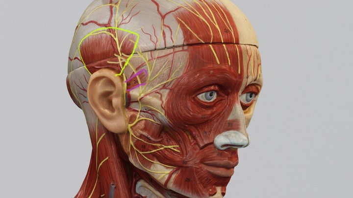 Posterior Temp B Obj 3D Model