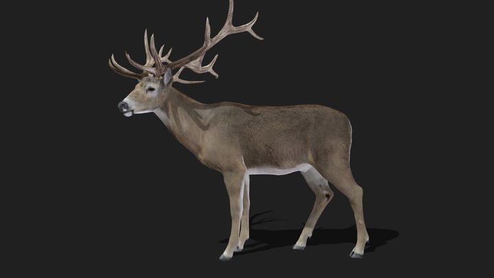 DEER - Realistic 3D Model (DEMO FREE)