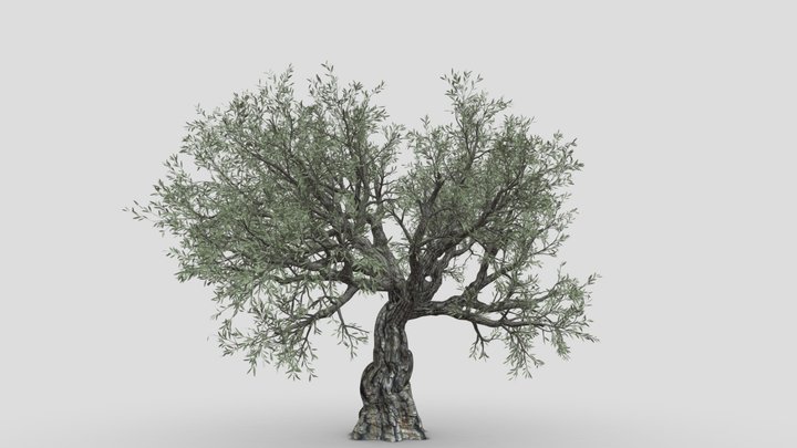 Live Oak Tree-S8 3D Model