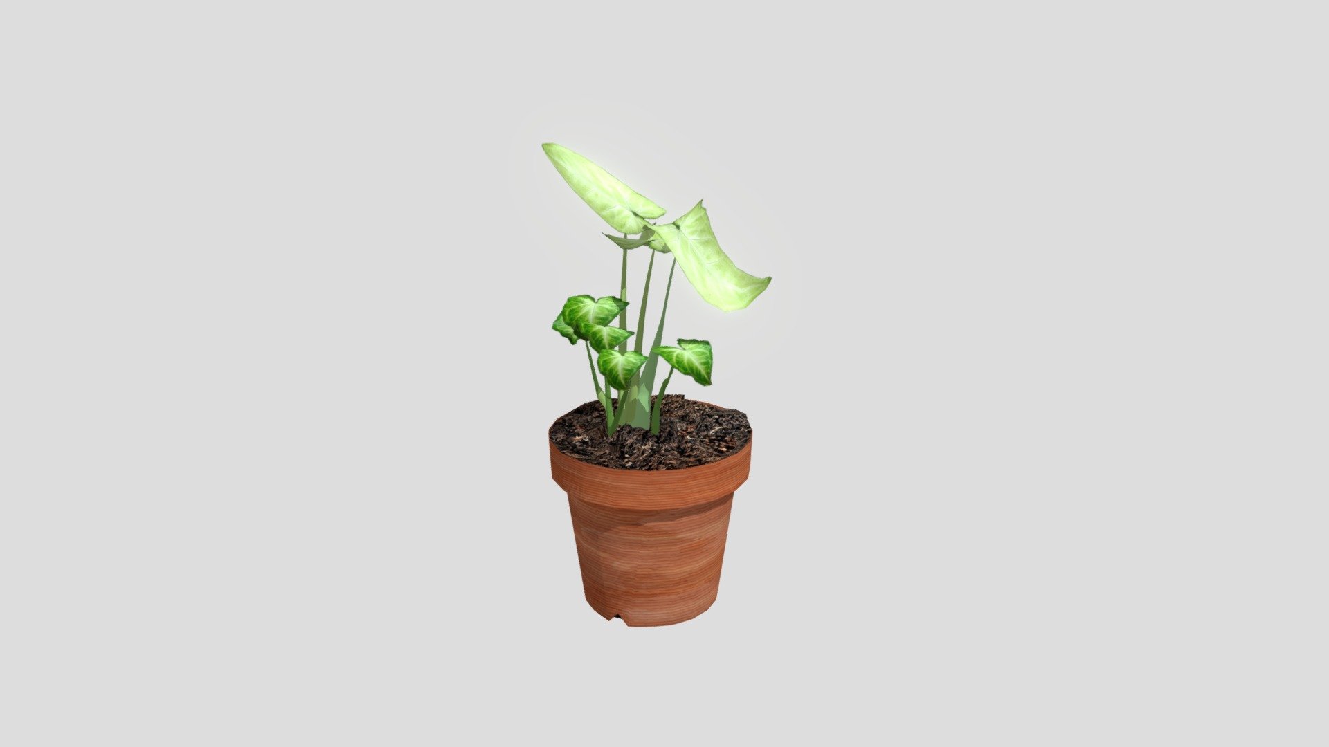plant