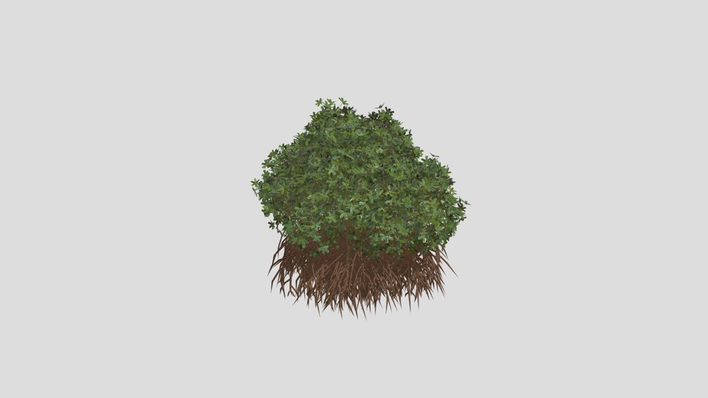Mangrove Tree