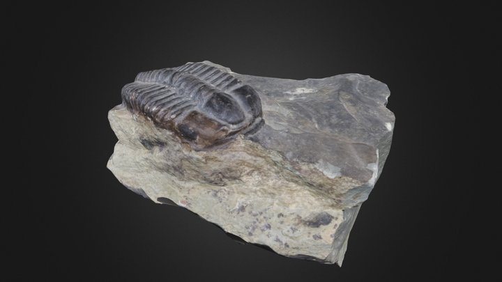 Trilobite: Conocoryphe sulzeri (PRI 76771) – Gratis 3D-model STL
