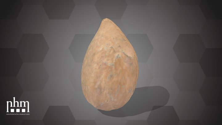 Apricot Seed (NHMW-AFW-DING-0046-068) – Modello 3D gratuito STL
