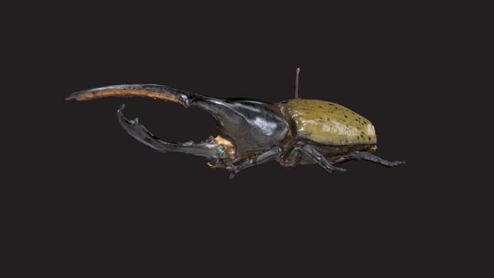 Hercules beetle 3D Model