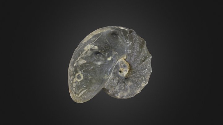 Cephalopod: Snake stone (PRI 50496)