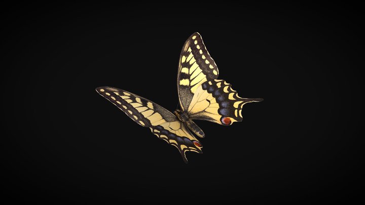 Common Yellow Swallowtail 3D Model