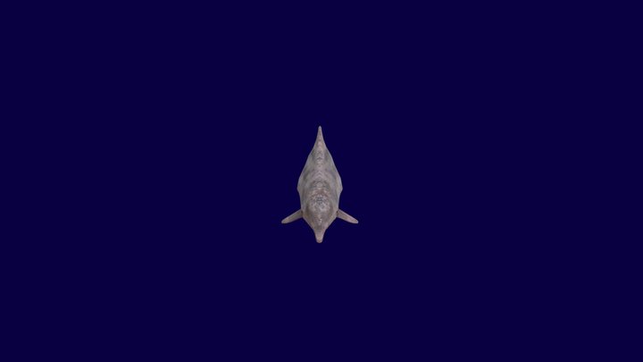 Humpback dolphin