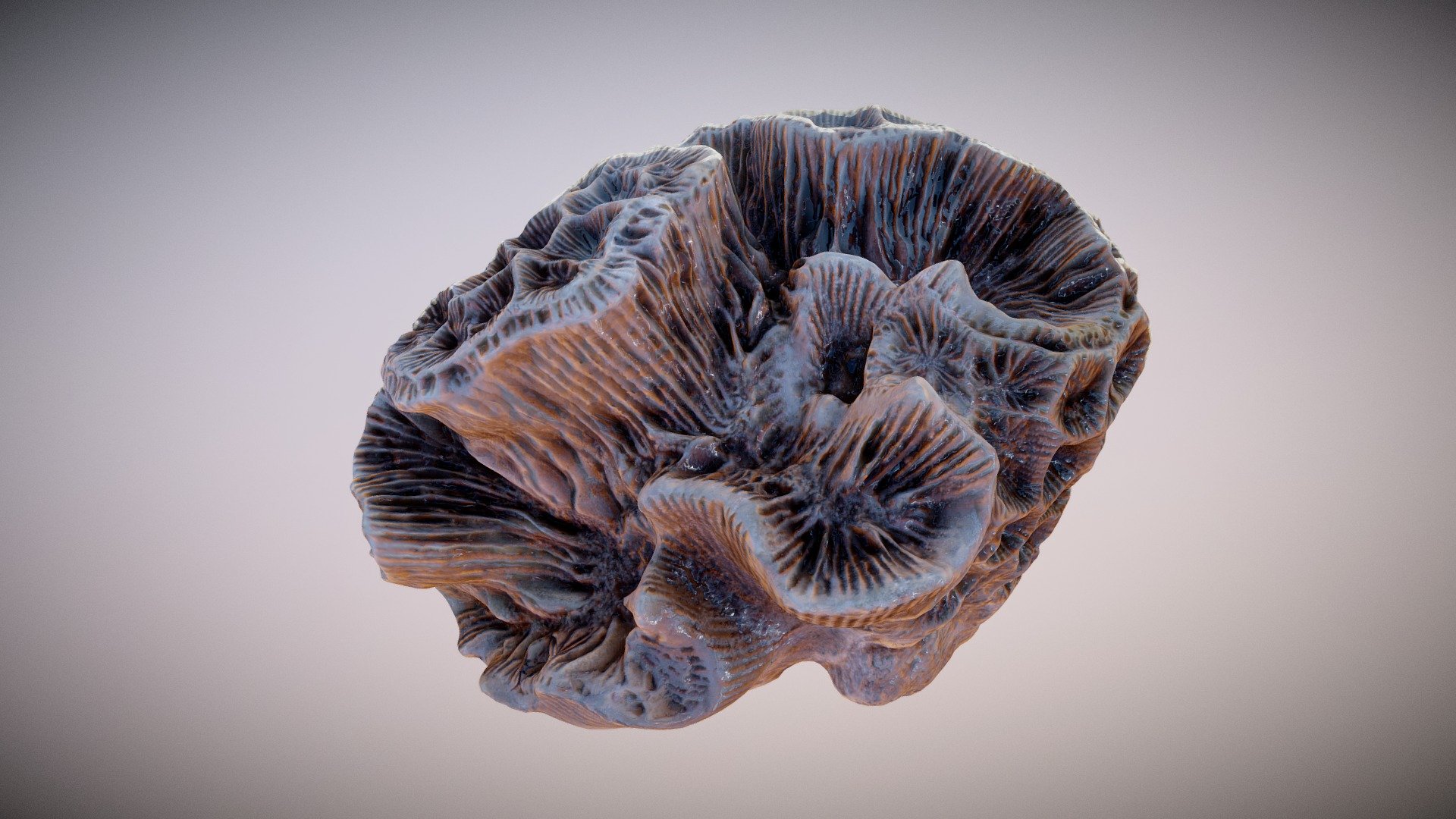 Brain Coral - 3D model by 3dsam79 [d9b30a2] - Sketchfab