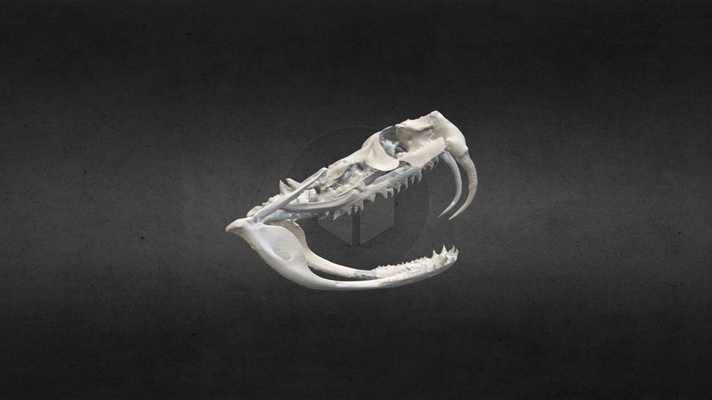 Schedel gabonpofadder / gaboon viper skull